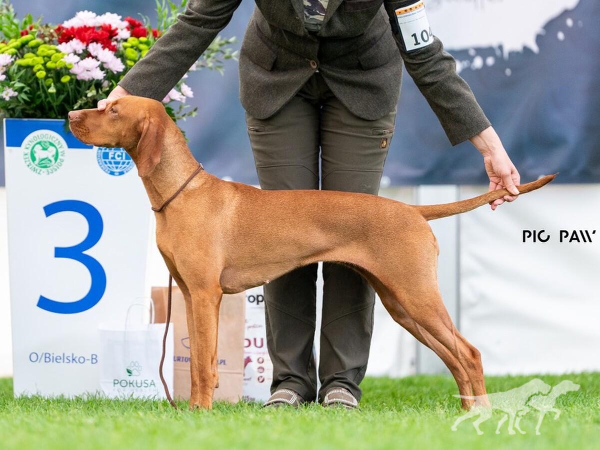 Sarti z Wierzbowego Miasta