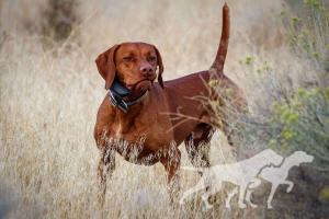 Amora's Alpine Super Black Eagle