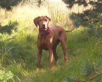 Ninebanks Cuthbert