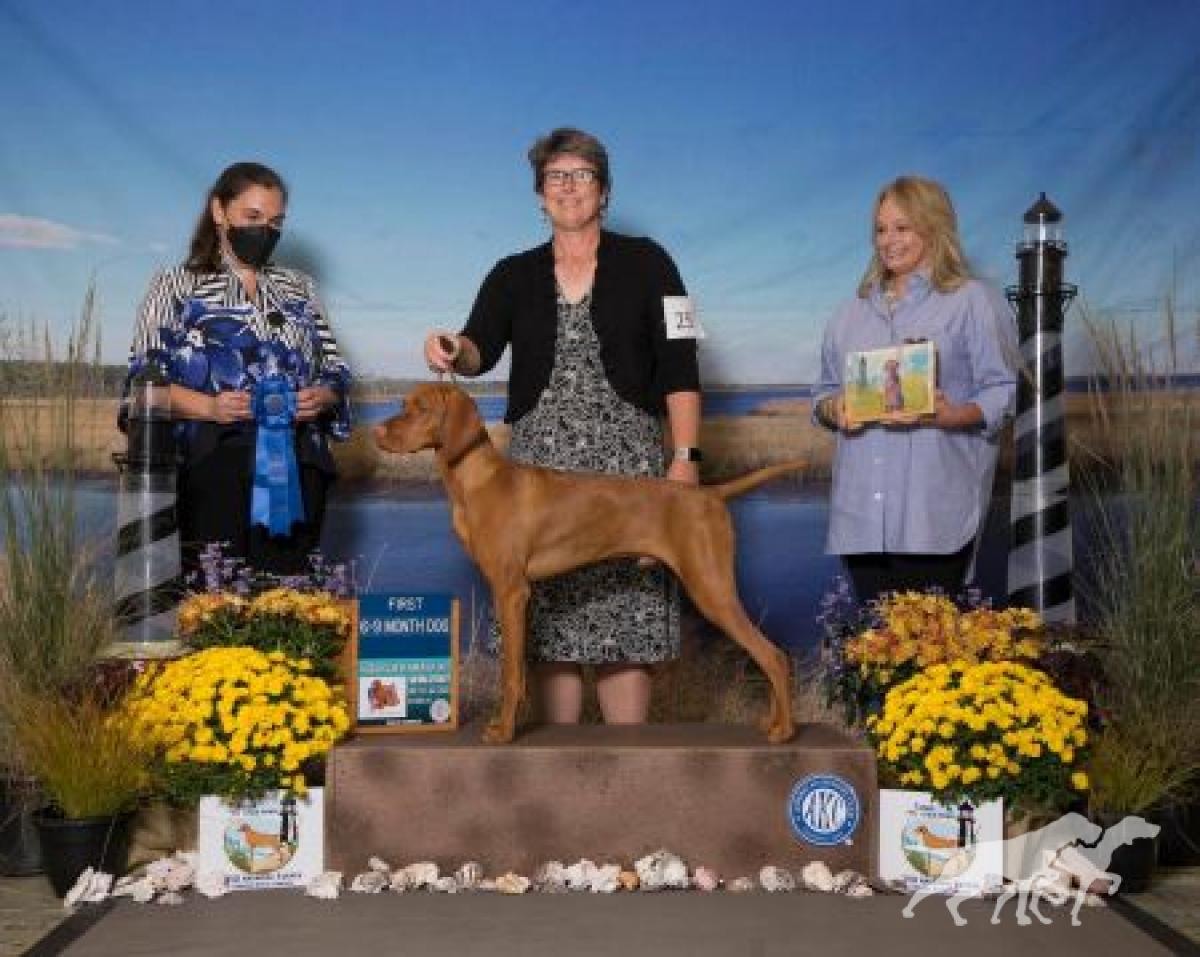 Sienna Pointe's Aslan The Great Bridge Builder *
