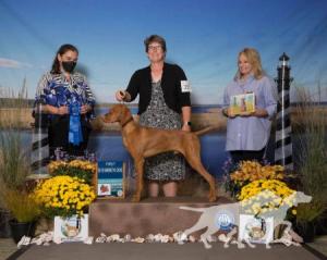 Sienna Pointe's Aslan The Great Bridge Builder *
