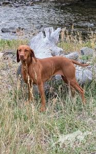 Whiskey Ridge Windy's Skarlet