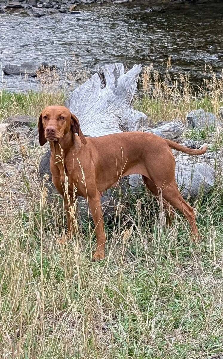 Whiskey Ridge Windy's Skarlet