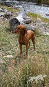 Whiskey Ridge Windy's Skarlet