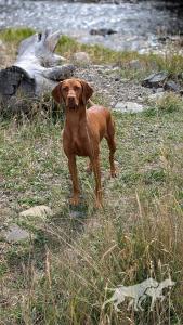 Whiskey Ridge Windy's Skarlet
