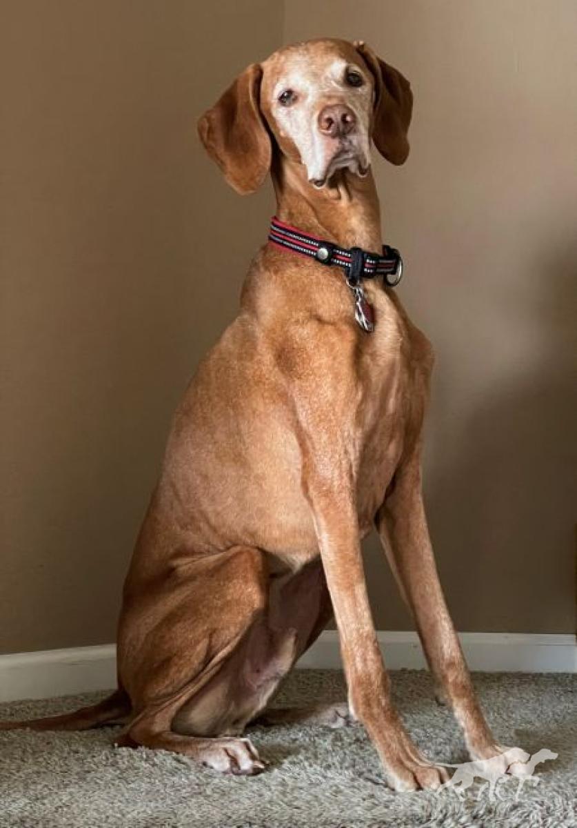 Jnek's King Of Castle Rock