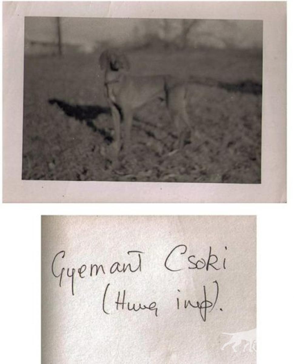 Gyemant Csoki
