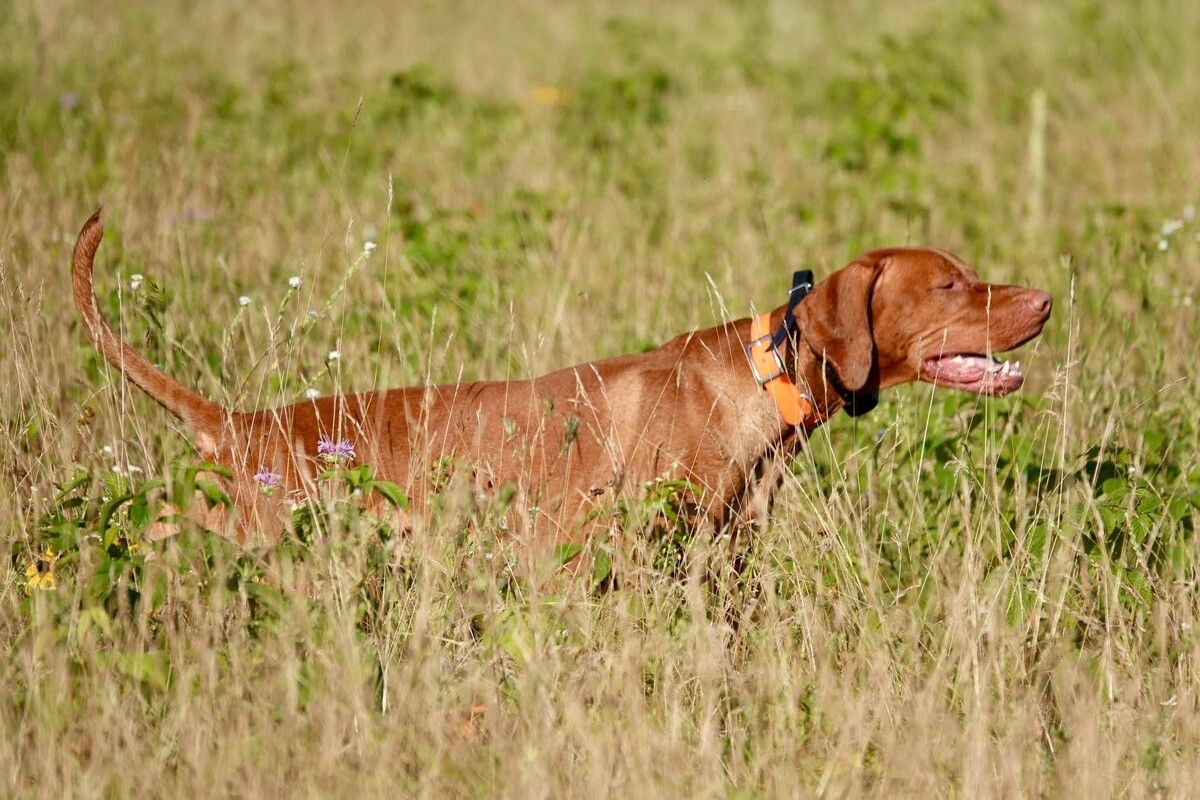 Smoothbore Copper River Riggs