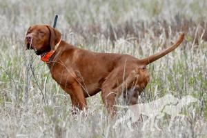 Smoothbore Copper River Riggs