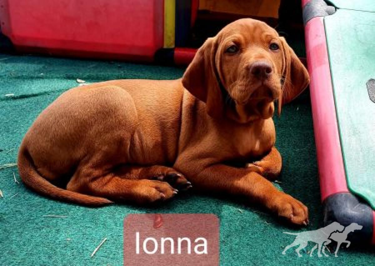 Ionna vom Bollerrain