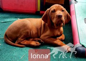 Ionna vom Bollerrain
