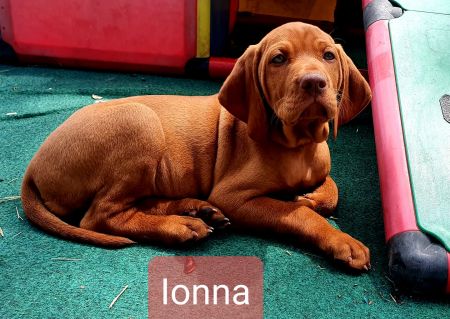 Ionna vom Bollerrain