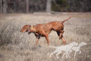 Grousebend's Comin' In Hot At Zydeco