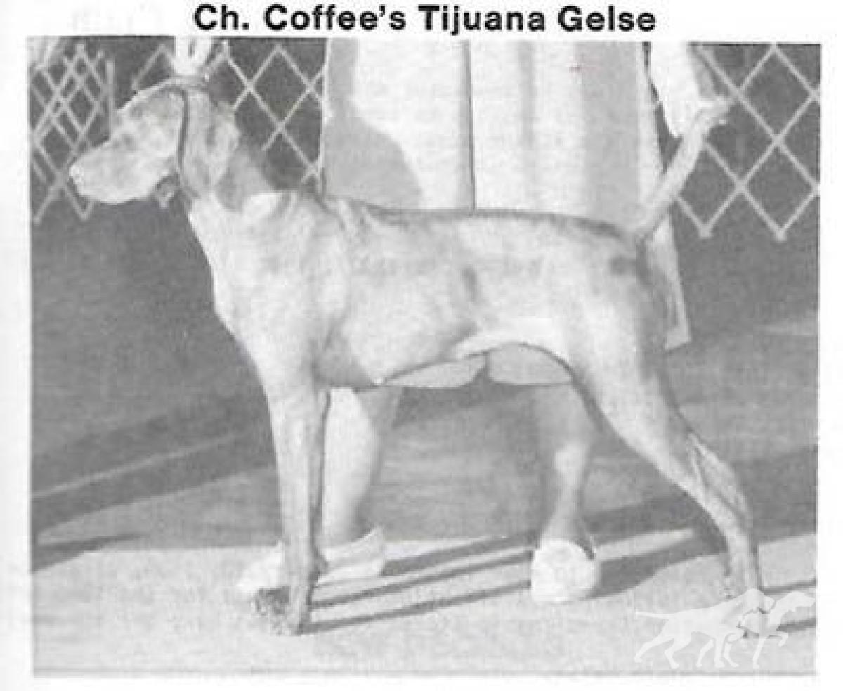 Coffee's Tijuana Gelse