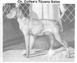 Coffee's Tijuana Gelse