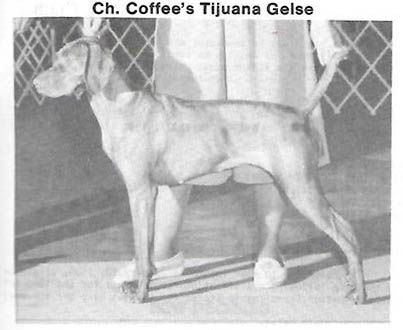 Coffee's Tijuana Gelse