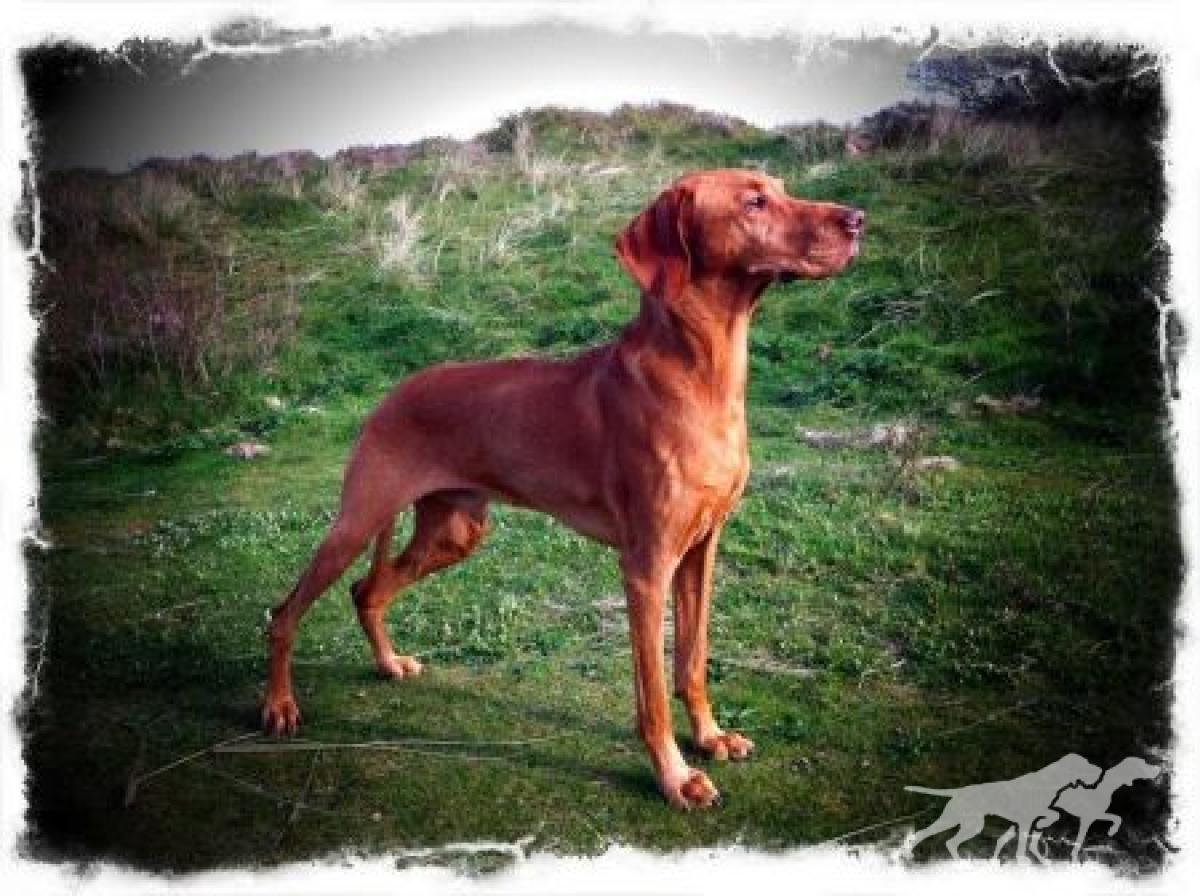 Macrusset Relampago