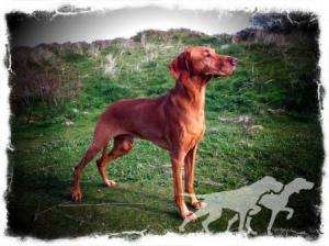 Macrusset Relampago