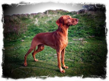 Macrusset Relampago