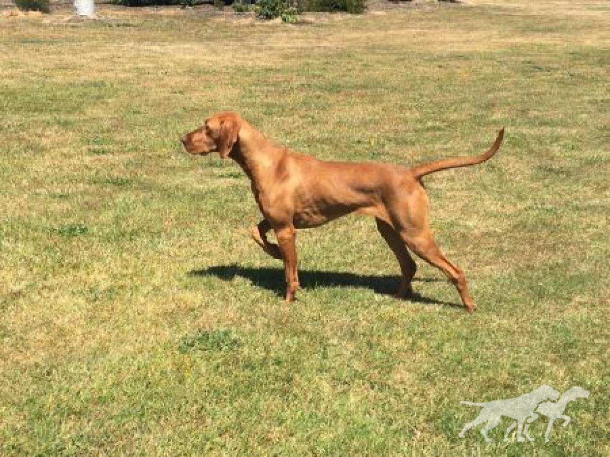 Yzabeau Quantum Quest