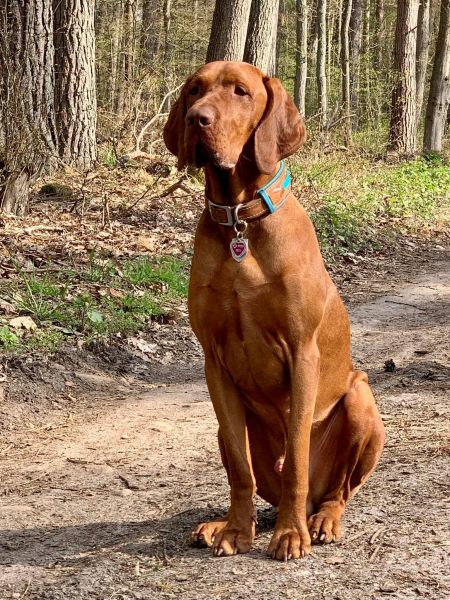 Feketicsi Vadász Luxatori Fendo Cooper