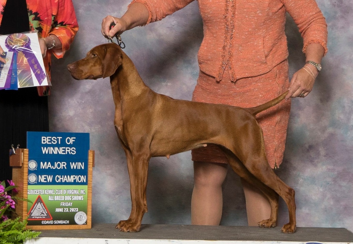Paradox Search Engine
