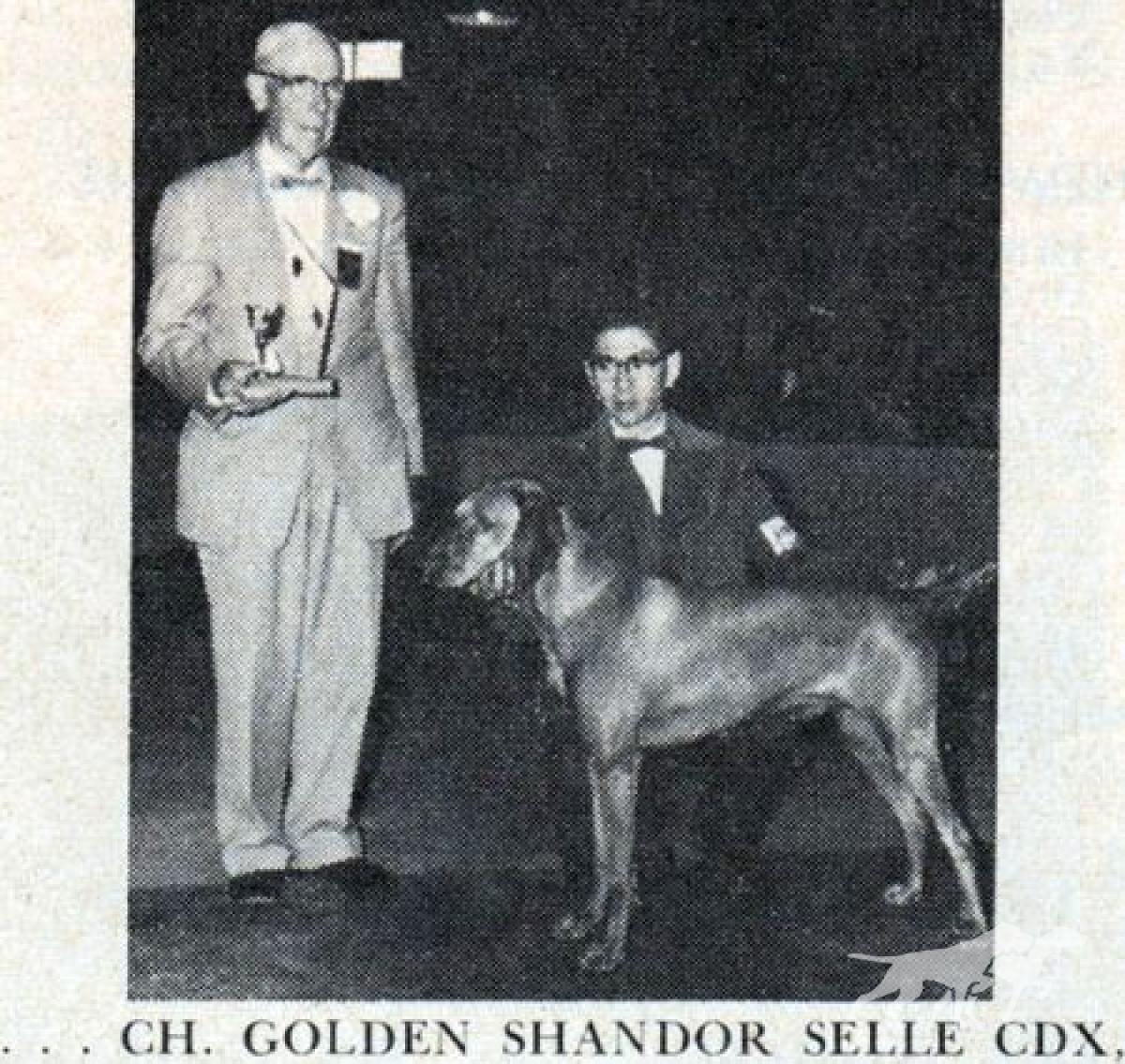 Golden Shandor
