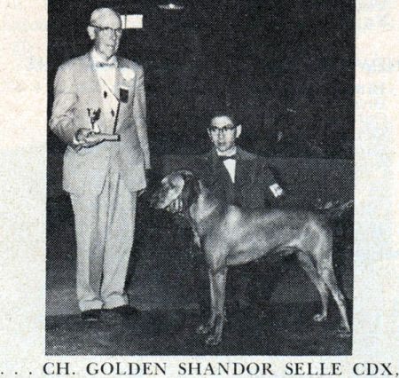 Golden Shandor