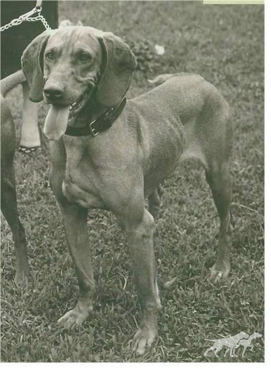 Rex del Gelsomino