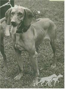 Rex del Gelsomino