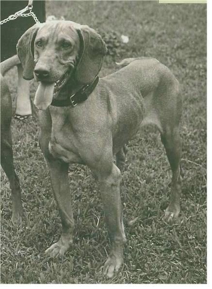 Rex del Gelsomino