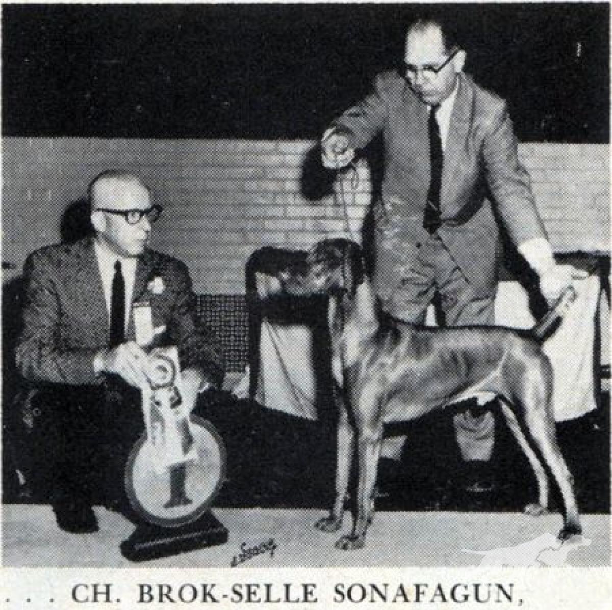 Brok Selle Son of A Gun / Wolfe's Brok Selle