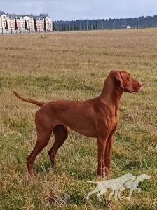 Doris Persival