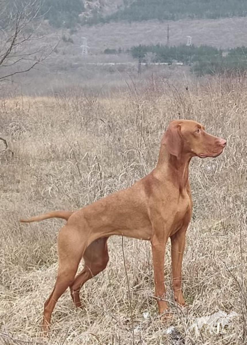 Doris Persival