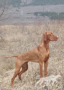 Doris Persival
