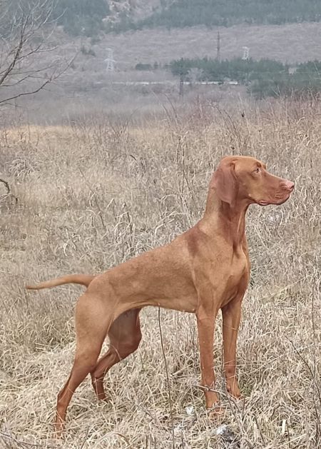Doris Persival