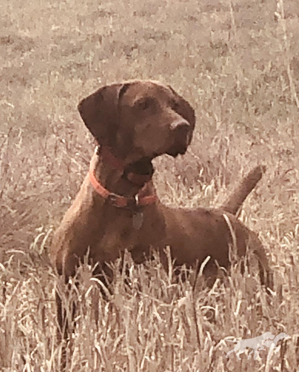 Hudson of Skoglundfarm