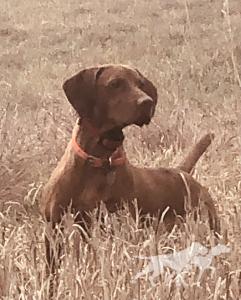 Hudson of Skoglundfarm