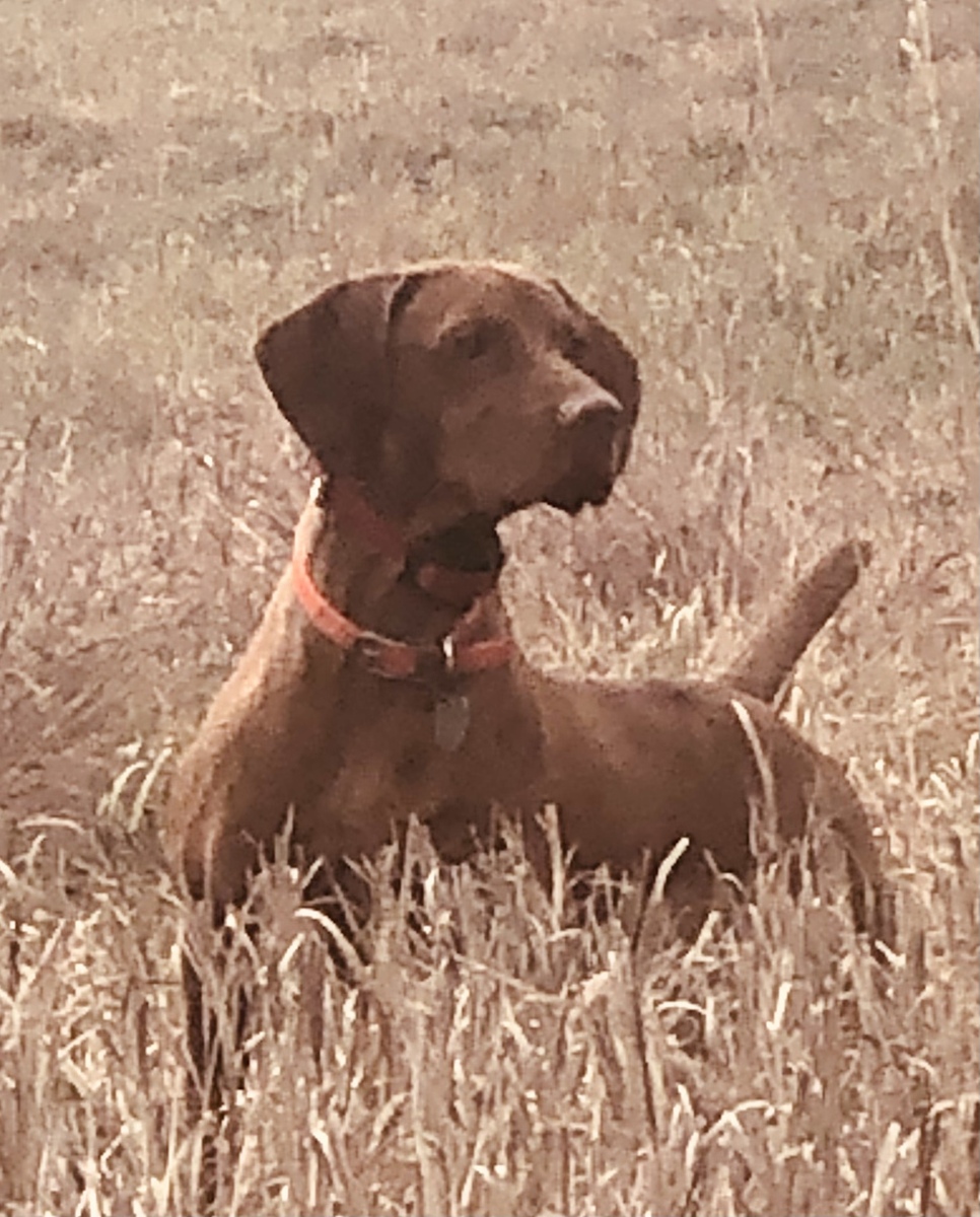Hudson of Skoglundfarm