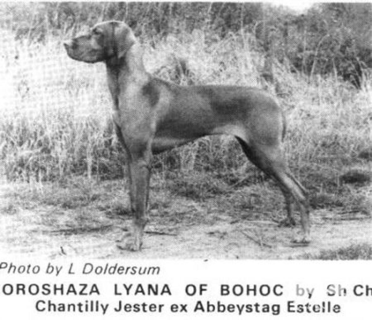 Oroshaza Lyana of Bohoc