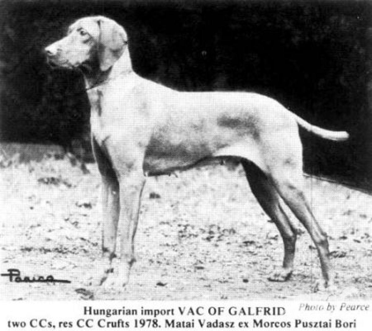 Mocsarkereso Vac of Galfrid