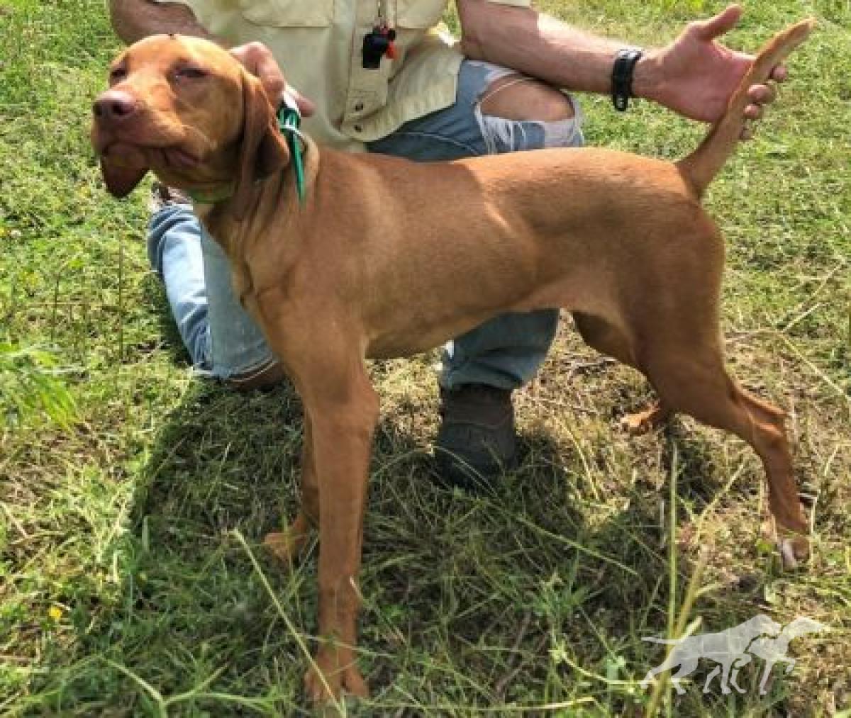 Hatszel's Ringo's Fiery Ginger Idris