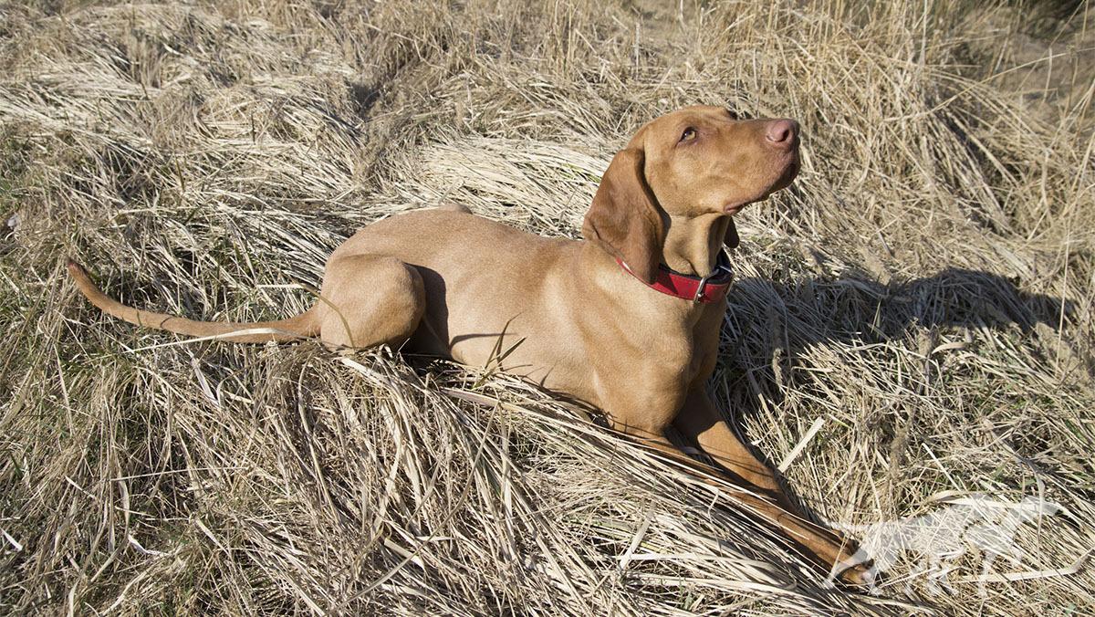 Reja Forever Vizsla