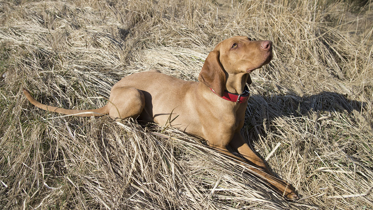 Reja Forever Vizsla