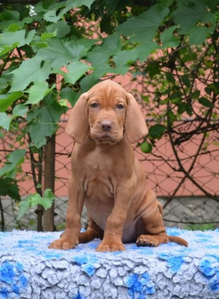 Dedevári Aranyfarkas