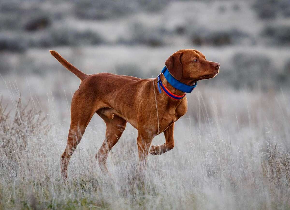 Alpine's Dinglehopper