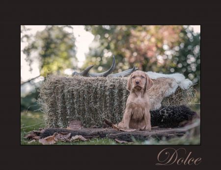 Dolce van Marckelzathe