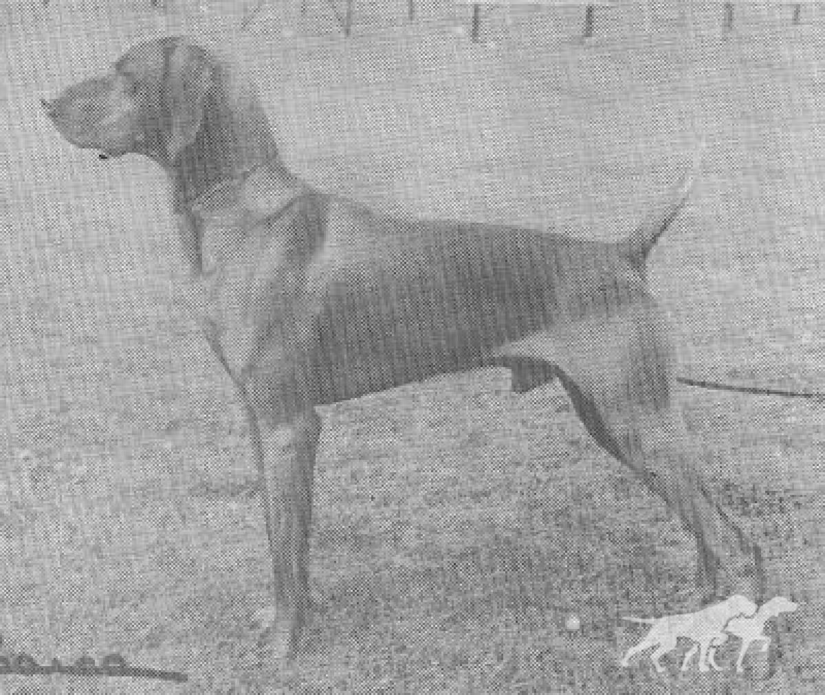 Gamelands Zorro