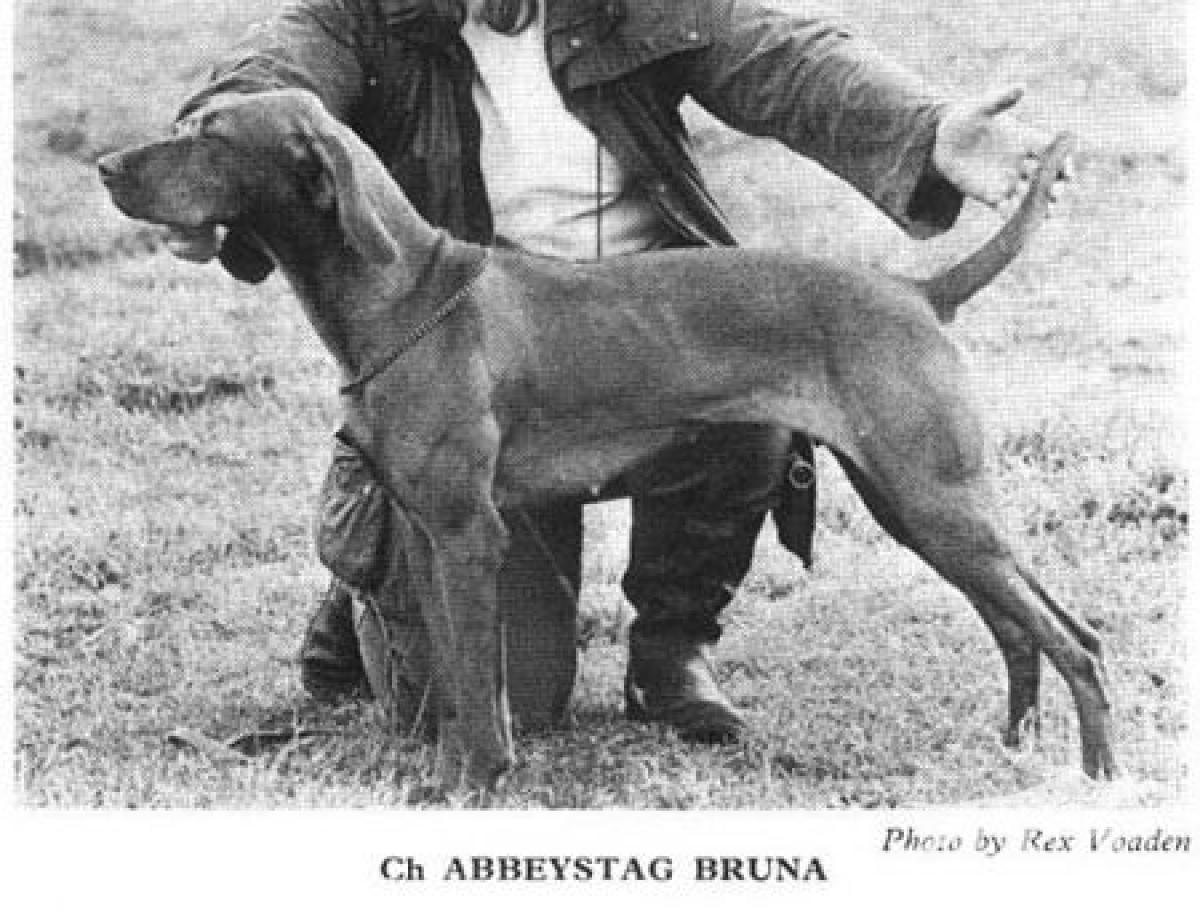 Abbeystag Bruna