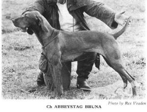 Abbeystag Bruna